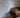 Animals Wallpaper from Bien Fait